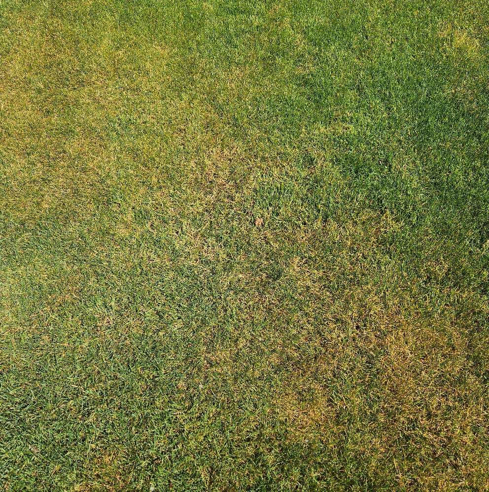 Patchy green and yellow grass lawn filling the frame
