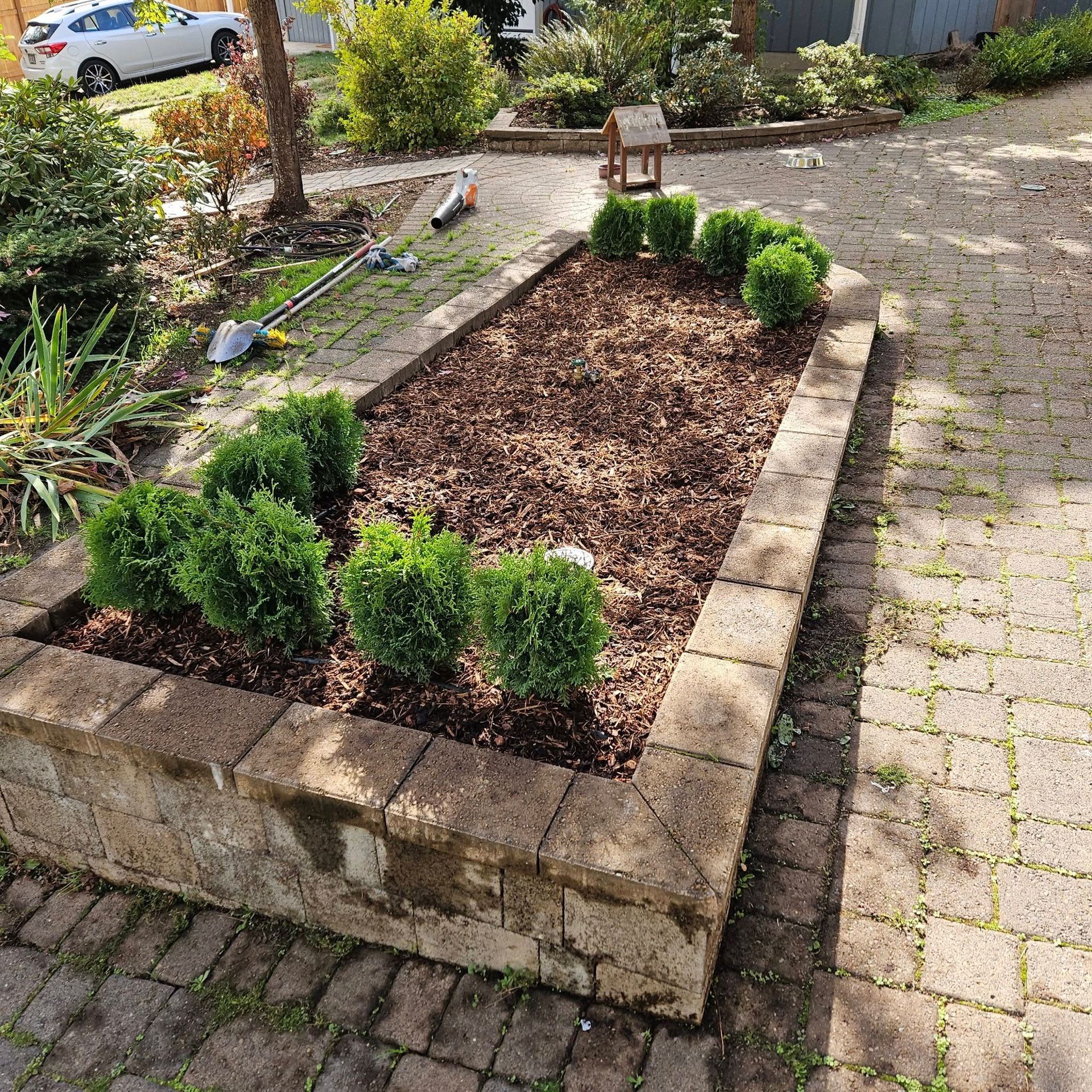 Raised garden bed with small green shrubs and bare soil beside a paved driveway
