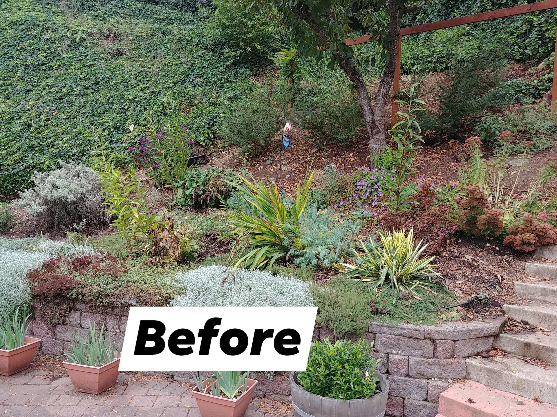 Before label on a terraced garden hillside with green plants and stone steps