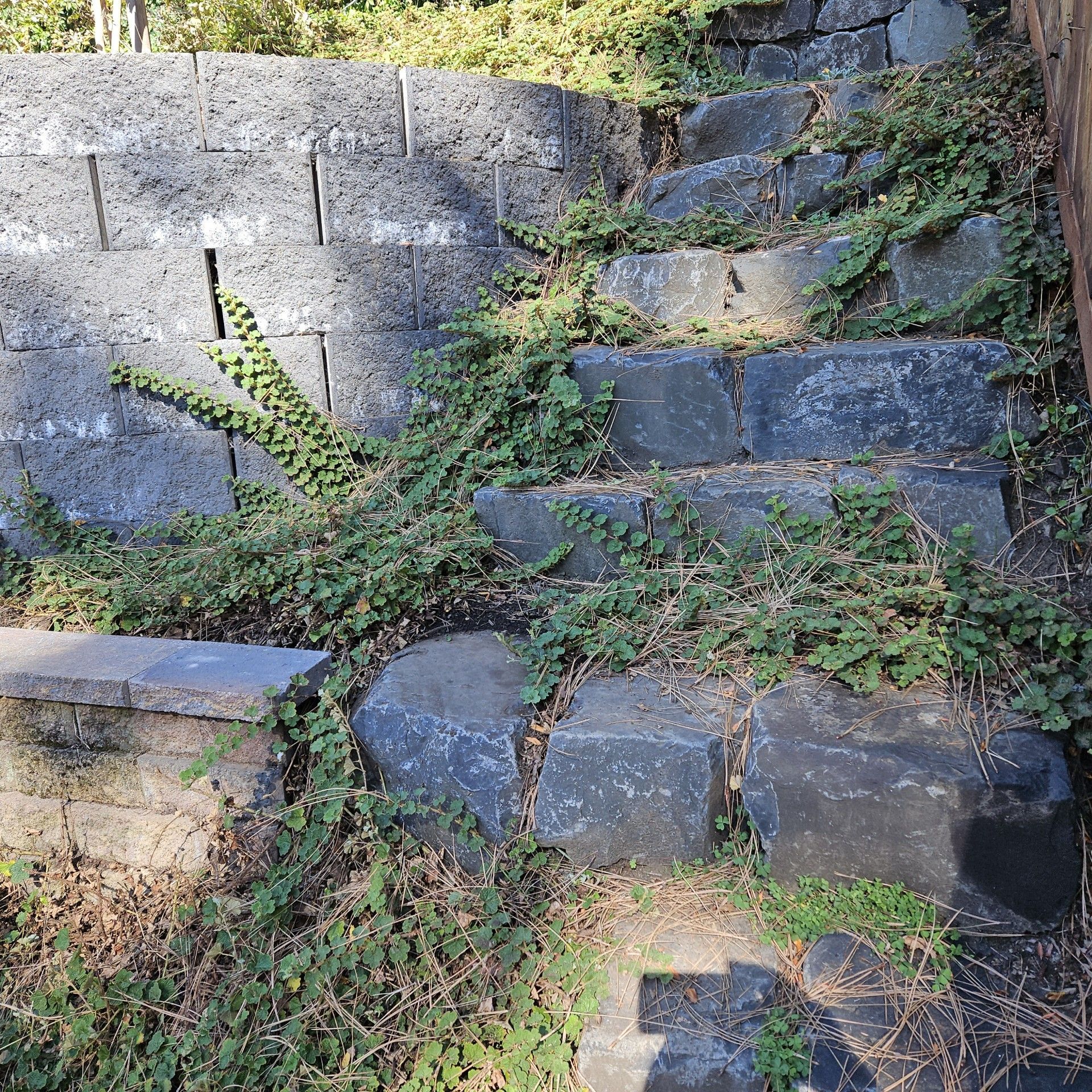 Stone steps overgrown with weeds beside a gray retaining wall in sunlight