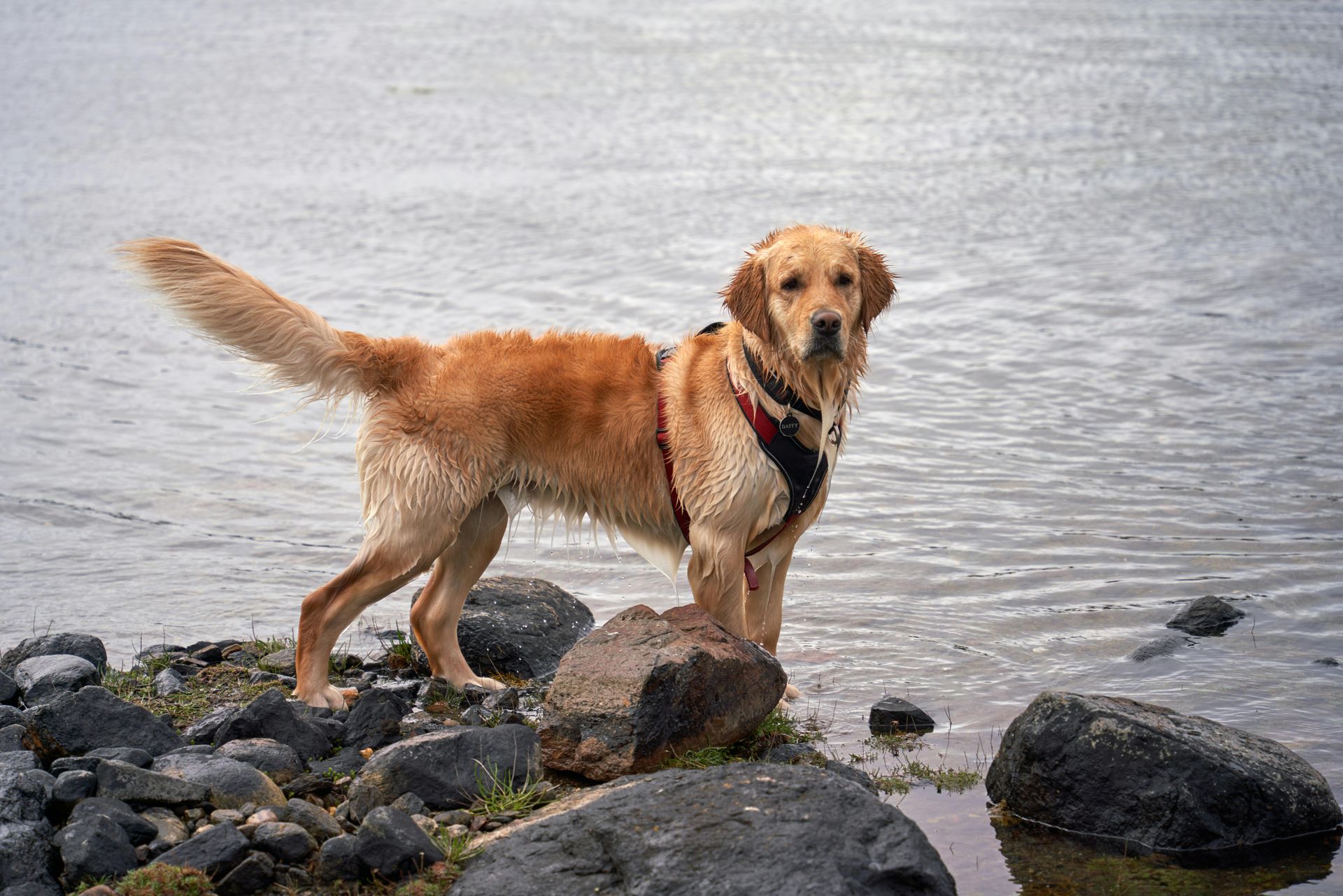 Golden retriever standing on rocks by a calm body of water, wearing a harness and looking at the camera.
