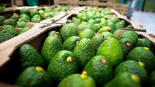 Cajas repletas de aguacates verdes maduros, apiladas en un almacén.