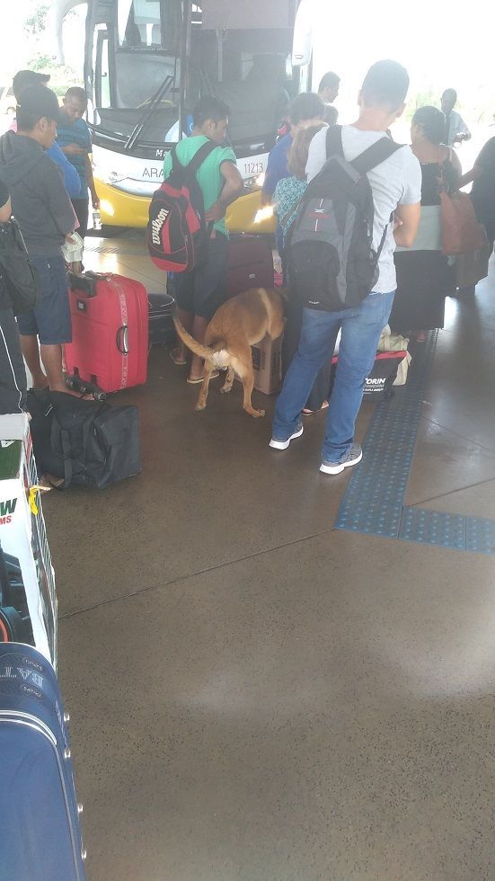 Pessoas carregando bagagens em um ônibus. Um cachorro marrom fareja perto das malas.