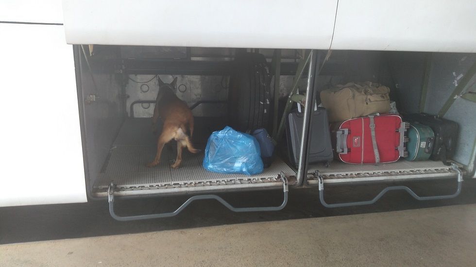 Cachorro no compartimento de bagagens de um ônibus, olhando para malas e outras bagagens.
