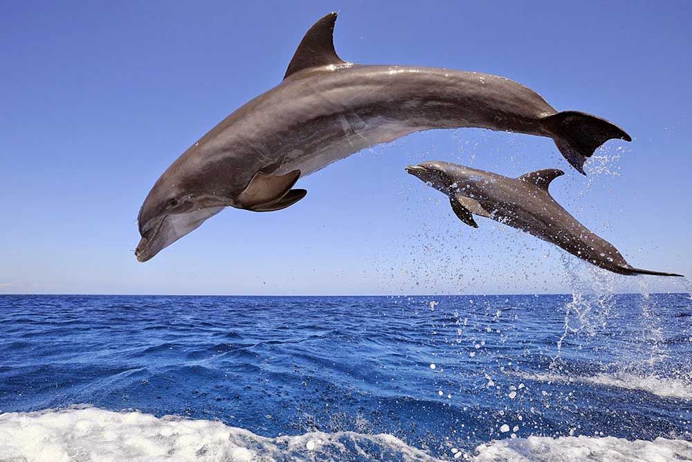 Dolphin House And Snorkeling Day Trip By VIP Boat From Hurghada