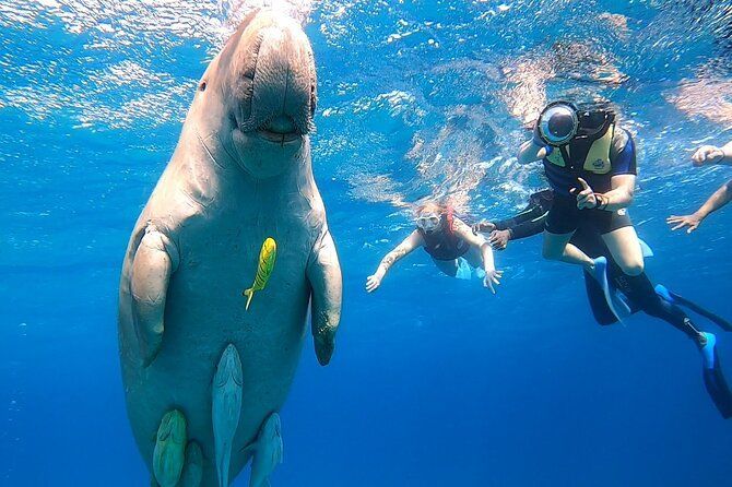 Snorkeling Day Trip With Dugong And Turtles Marsa Mubarak By Boat