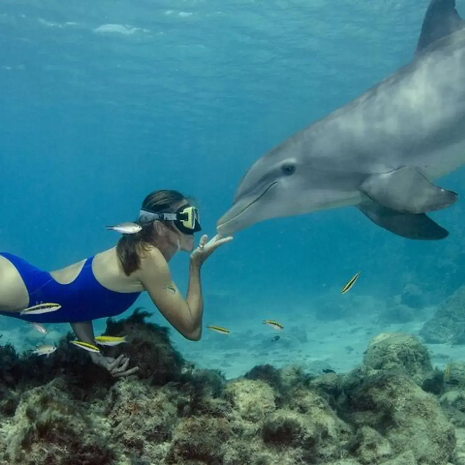 Snorkeling Trip with Dolphin at Samadai by VIP Boat-Marsa Alam