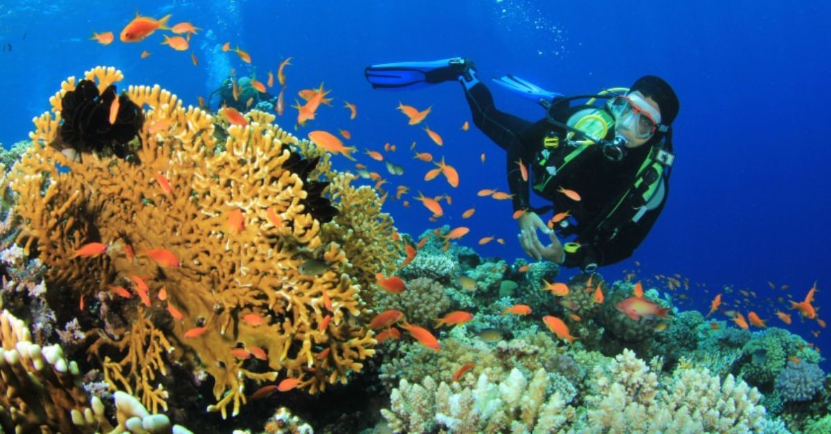Diving and snorkeling boat trip to White Island and Ras Mohammed in Sharm El Sheikh