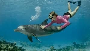 Dolphin House And Snorkeling Day Trip By VIP Boat From Hurghada