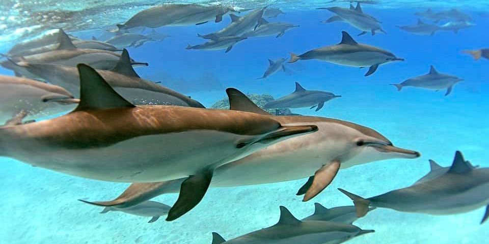 Snorkeling Day Trip With Dolphin at Sataya By VIP Boat-Marsa Alam
