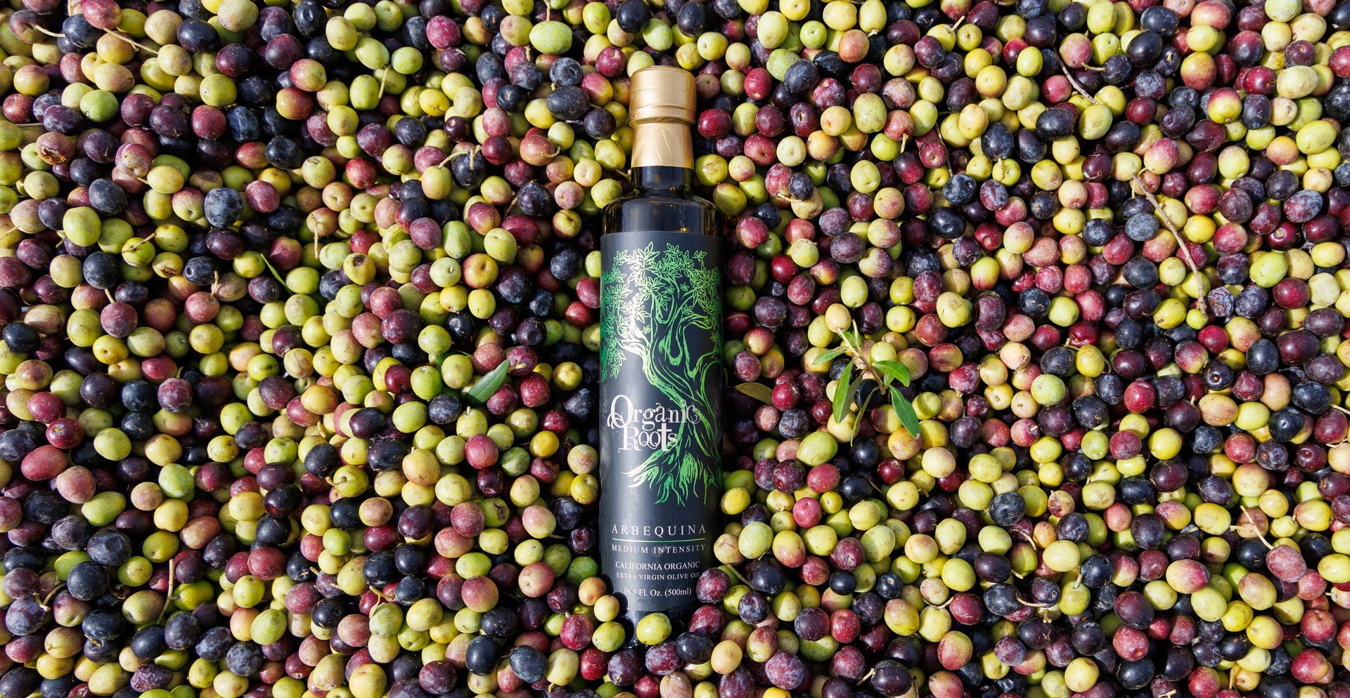 A bottle of olive oil is sitting on top of a pile of olives.