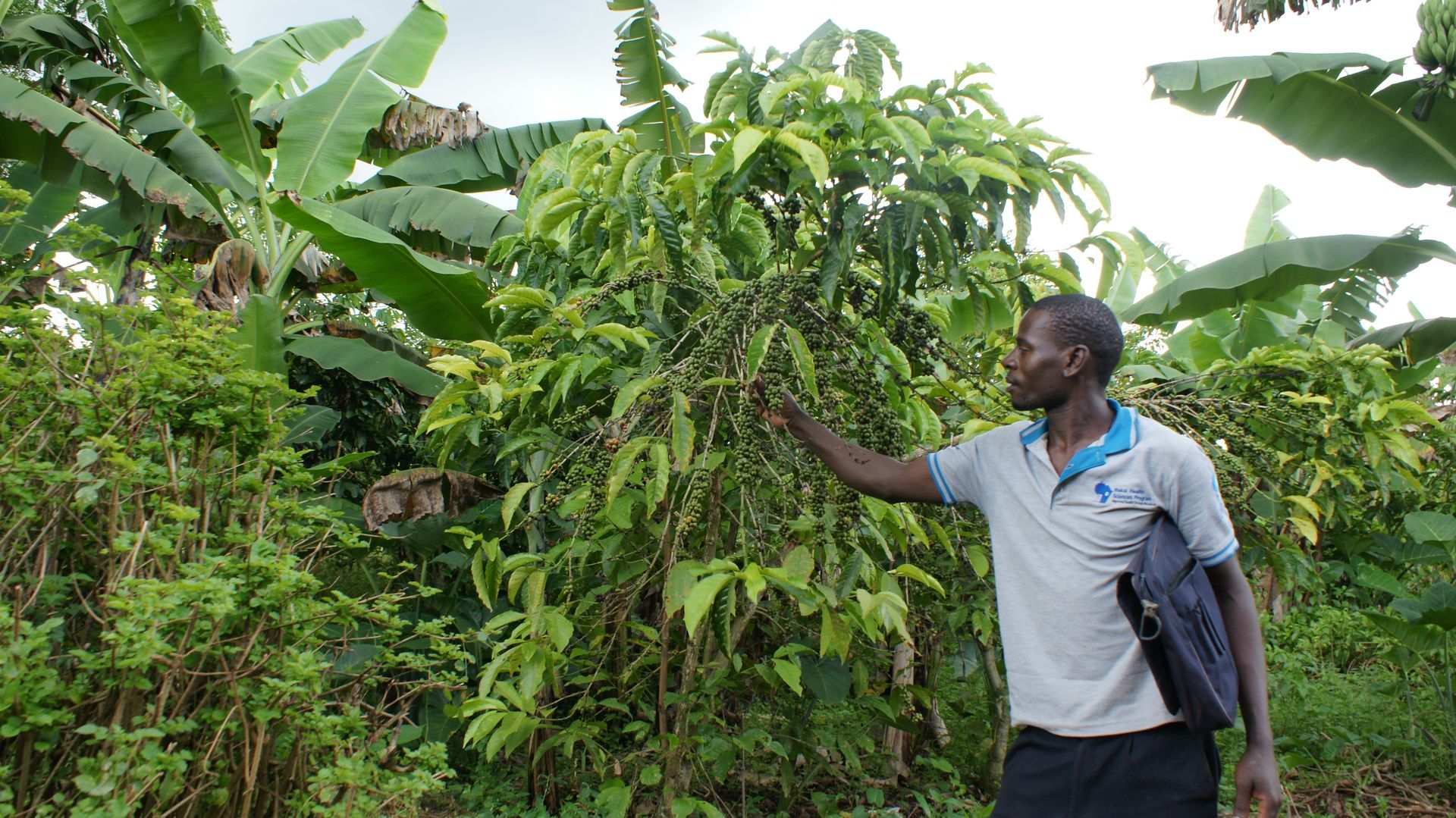 Man examining coffee plant in a lush green field with banana trees.