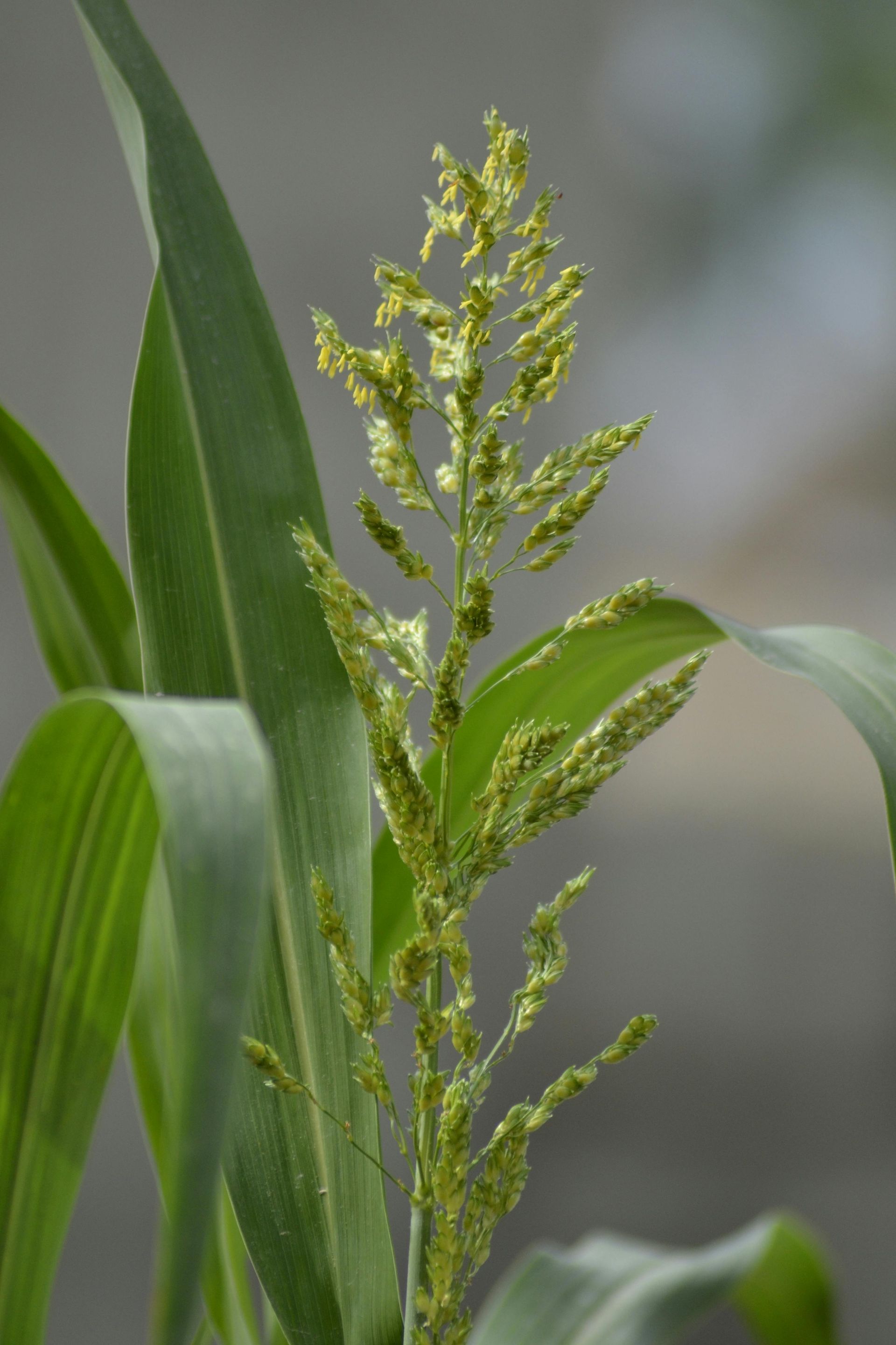 Green sorghum plant, showing flowering seed head and long leaves.