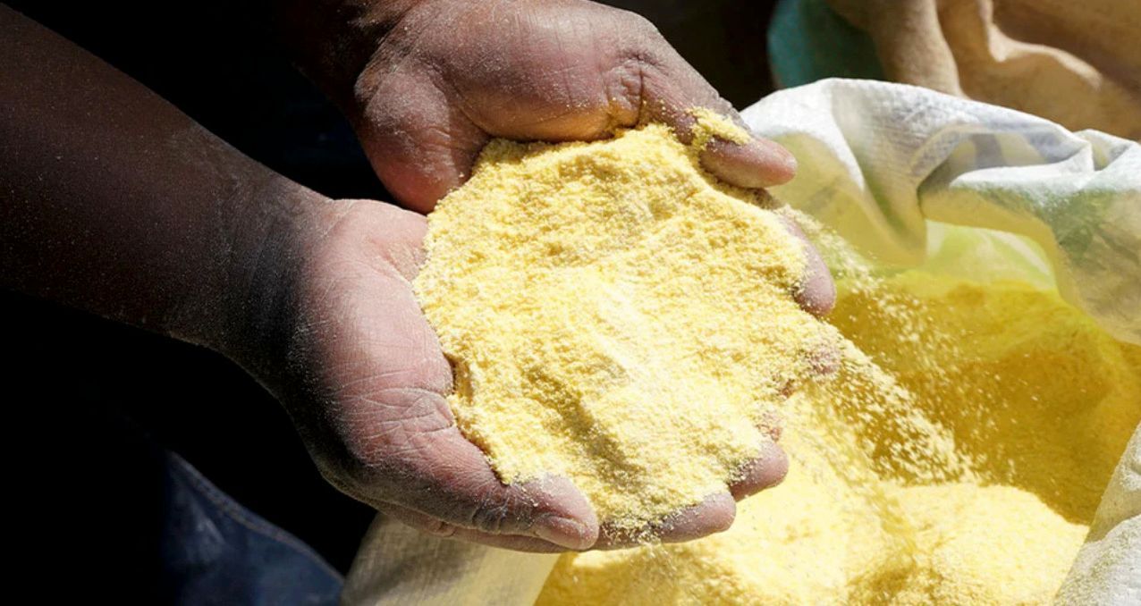 Hands holding a pile of yellow cornmeal from a sack.