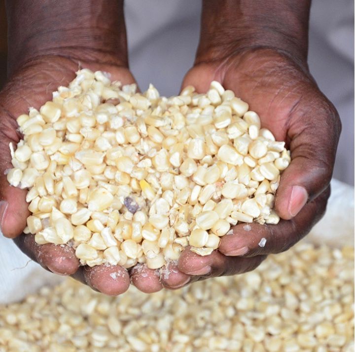 Hands holding a large pile of coarsely ground corn kernels, some spilling onto a surface below.