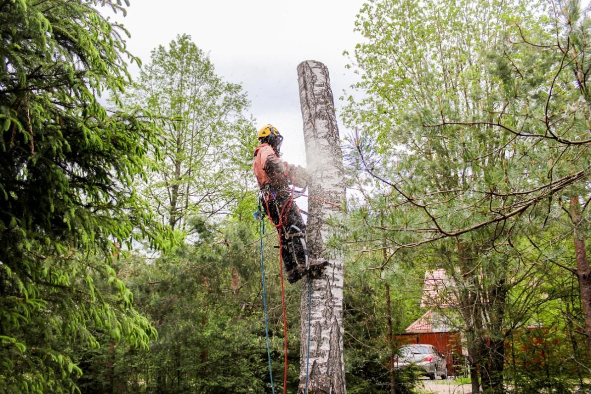 A person in safety gear uses a chainsaw to cut down a tall birch tree in a wooded area.