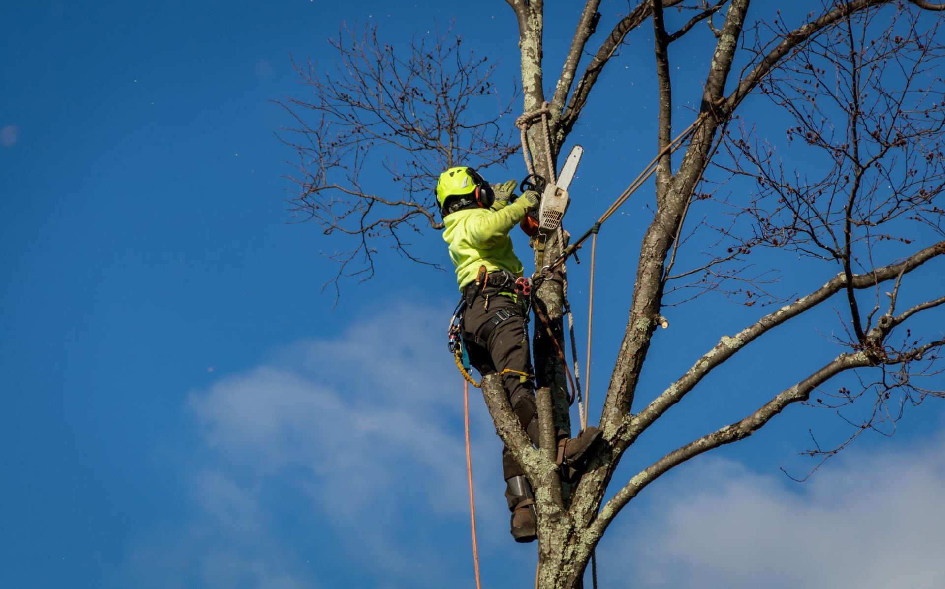An arborist in a bright yellow shirt and safety gear uses a chainsaw.