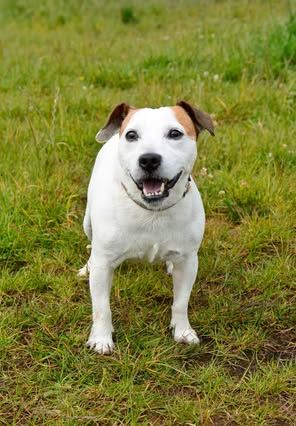 Cody, a 11 years old male Jack Russell Terrier available for adoption from The Barn Animal Rescue in Newtownards, Northern Ireland