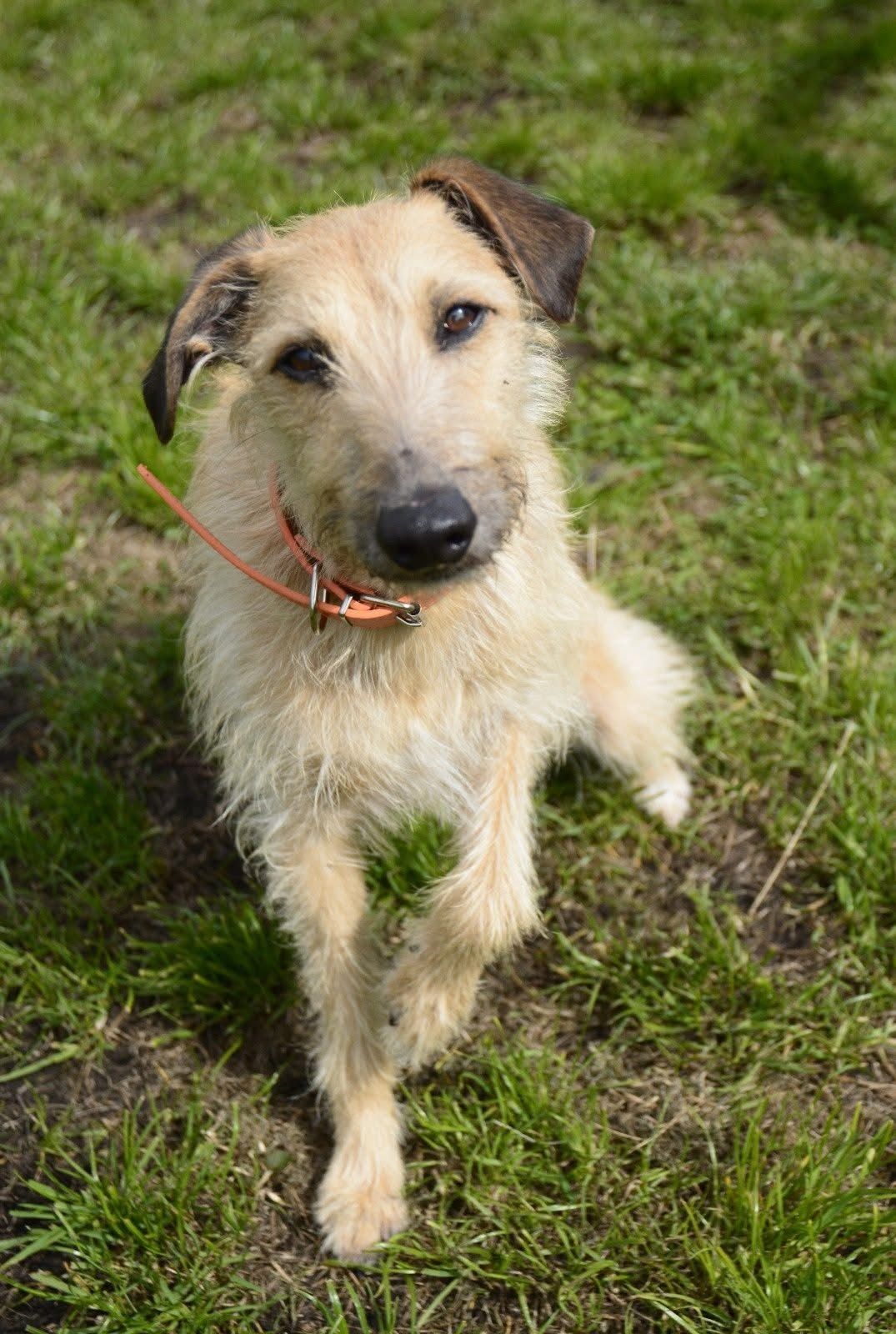 Bob, a 5 years old male Bedlington Terrier available for adoption from The Barn Animal Rescue in Northern Ireland