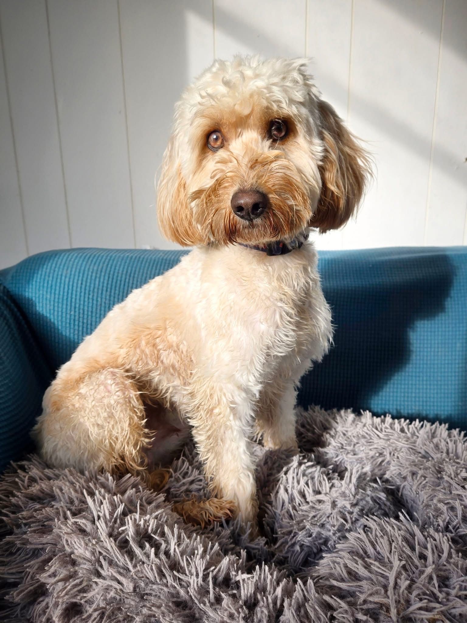 Charlie, a 4 years old male Cockapoo available for adoption from The Barn Animal Rescue in Northern Ireland