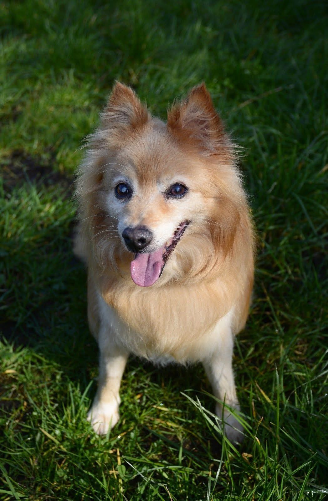 Charmer Cody, a 12 years old male Pomeranian available for adoption from The Barn Animal Rescue in Northern Ireland