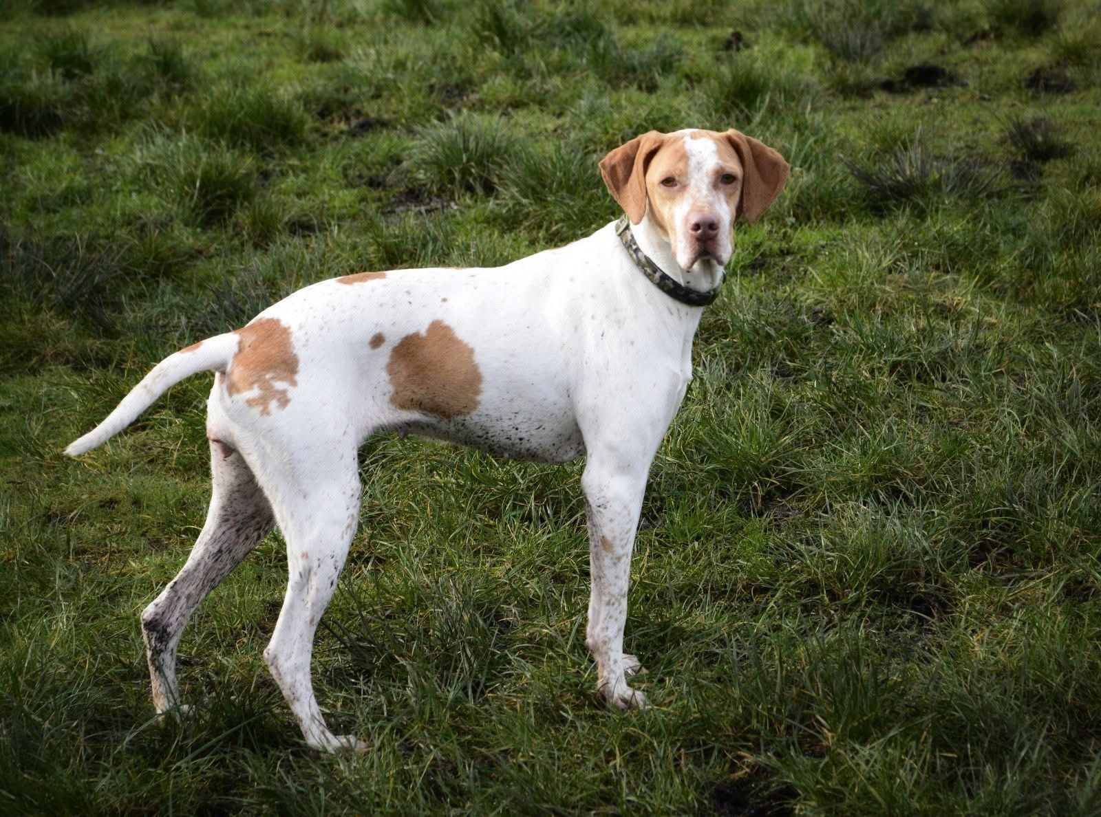 Ella - The English Pointer, a 3 years old female Pointer available for adoption from The Barn Animal Rescue in Newtownards, Northern Ireland