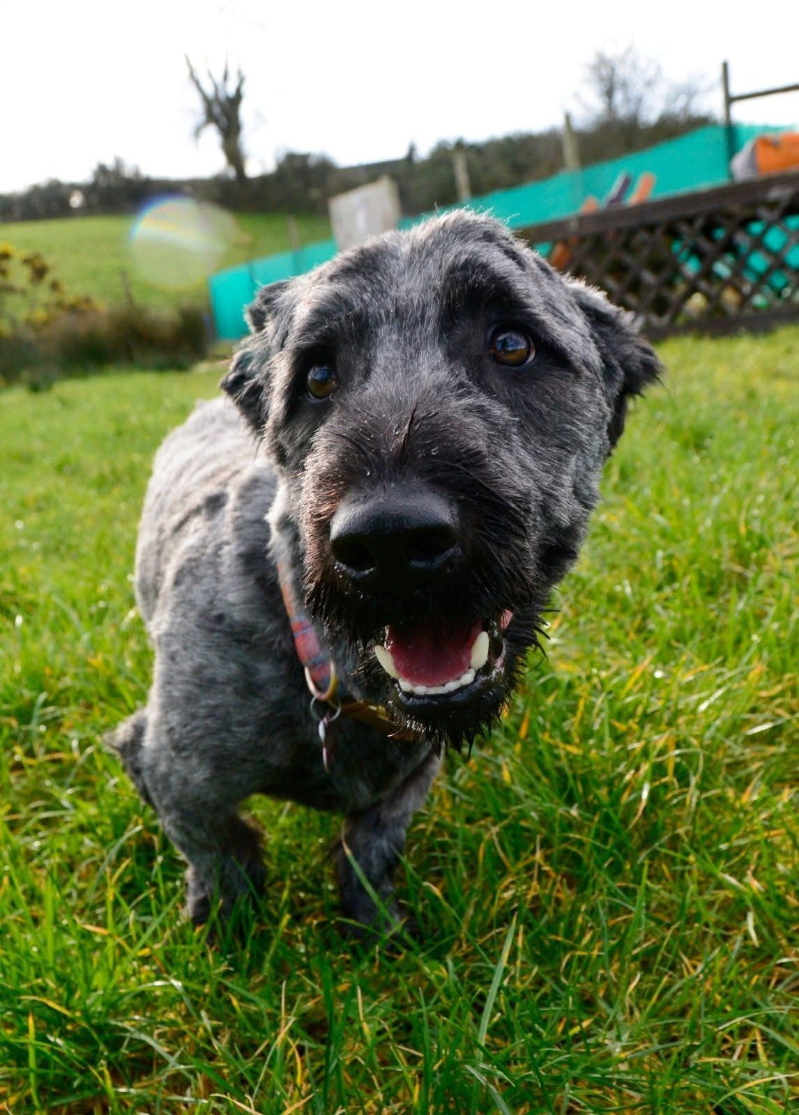 Gracie, a 9 months old female Skye Terrier available for adoption from The Barn Animal Rescue in Newtownards, Northern Ireland