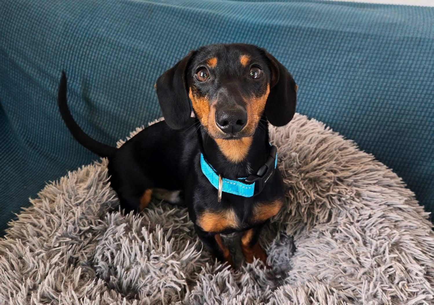 Daxie Jerry, a 6 months old male Dachshund available for adoption from The Barn Animal Rescue in Northern Ireland