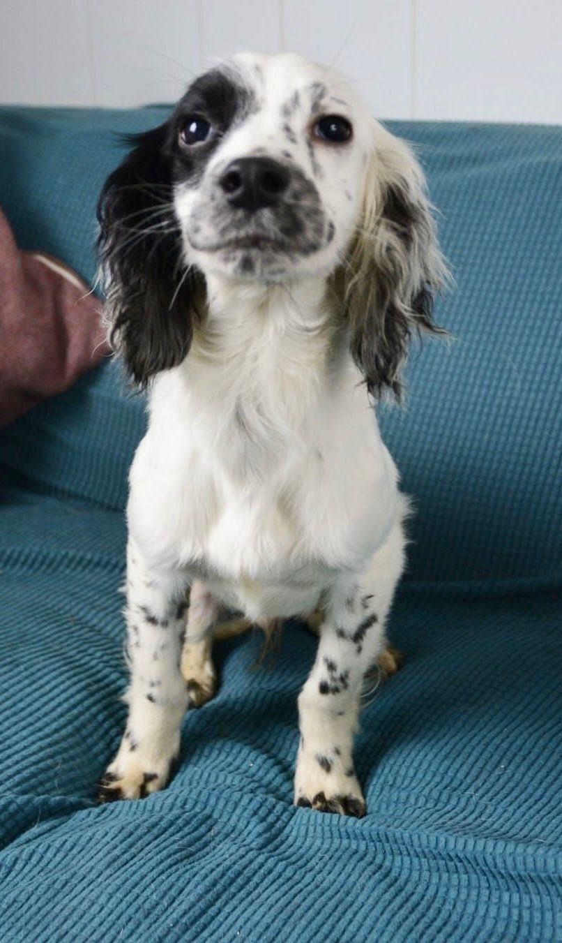 Jimmy, a 5 months old male English Springer Spaniel available for adoption from The Barn Animal Rescue in Newtownards, Northern Ireland