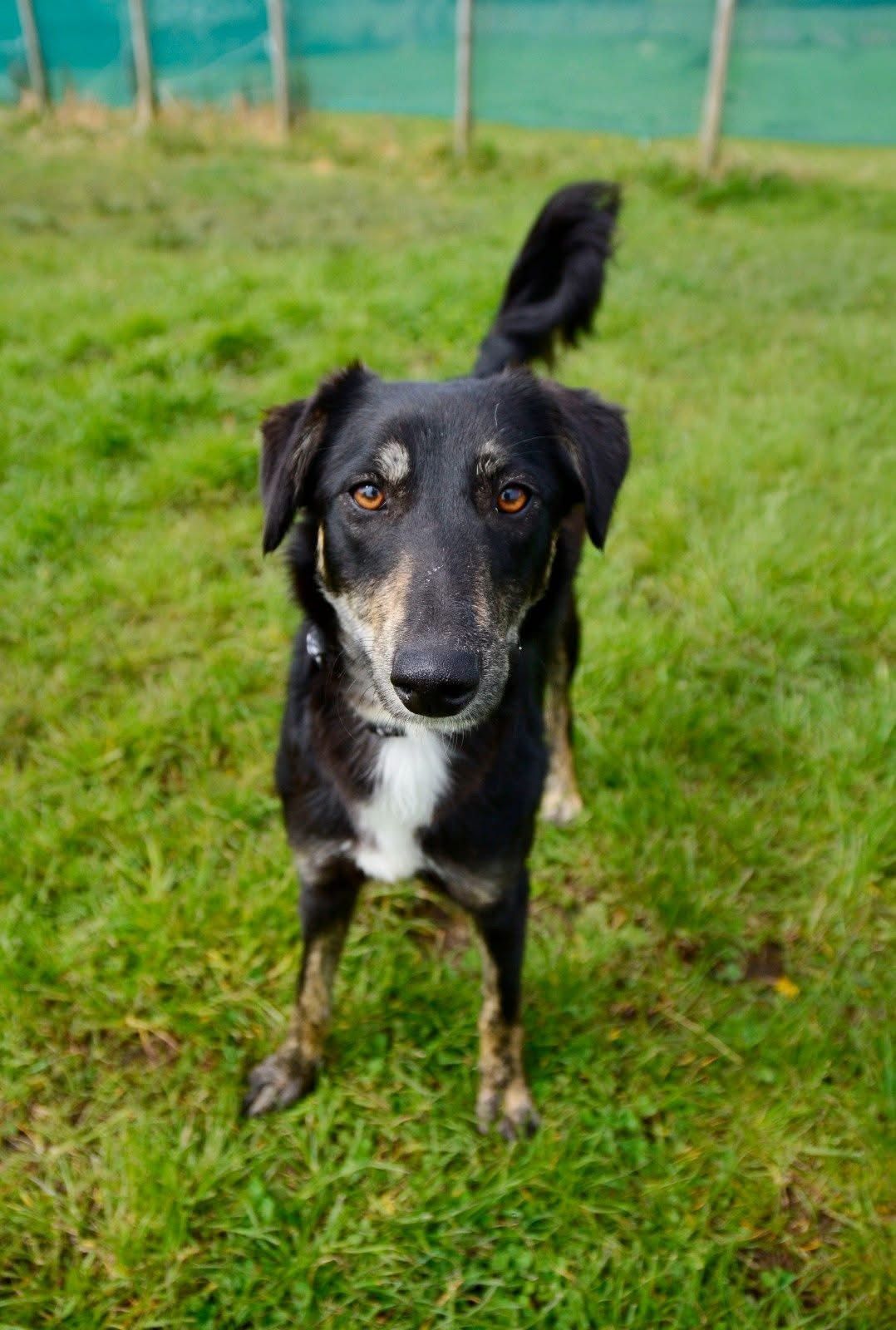 Laila, a 9 years old female Whippet available for adoption from The Barn Animal Rescue in Northern Ireland