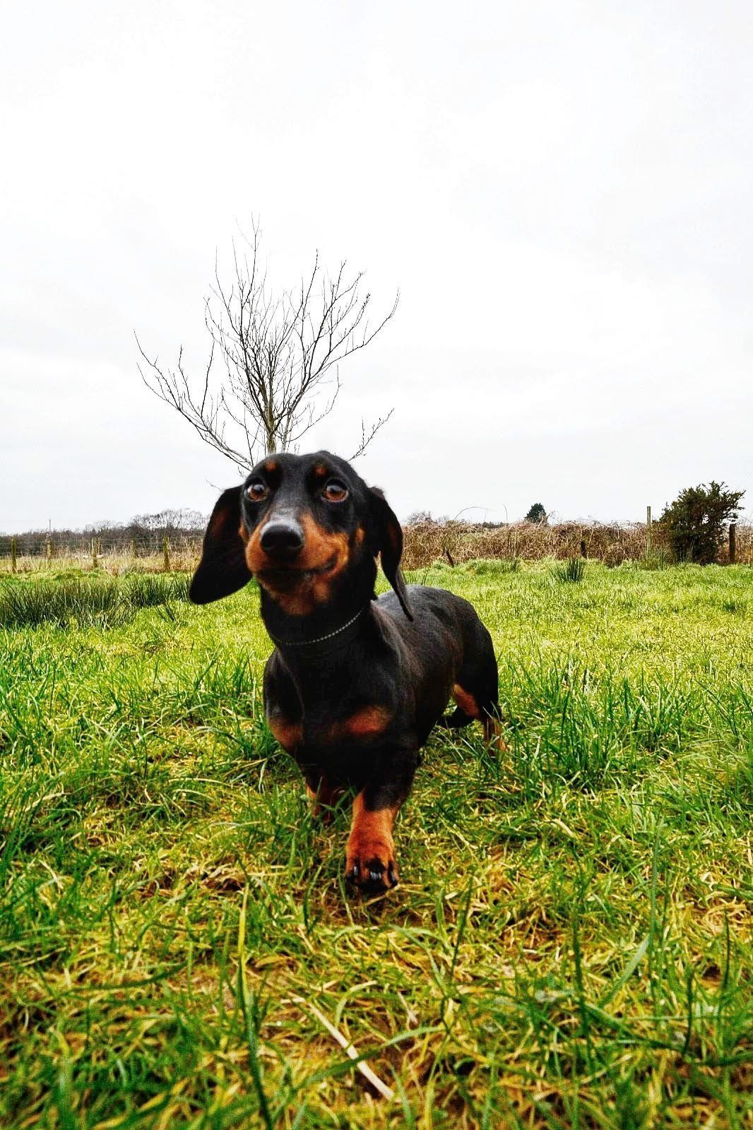 Luna The Dachshund, a 2 years old female Dachshund available for adoption from The Barn Animal Rescue in Newtownards, Northern Ireland