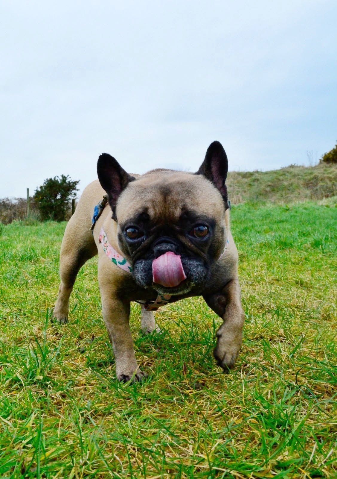 Mela, a 3 years old female French Bulldog available for adoption from The Barn Animal Rescue in Newtownards, Northern Ireland
