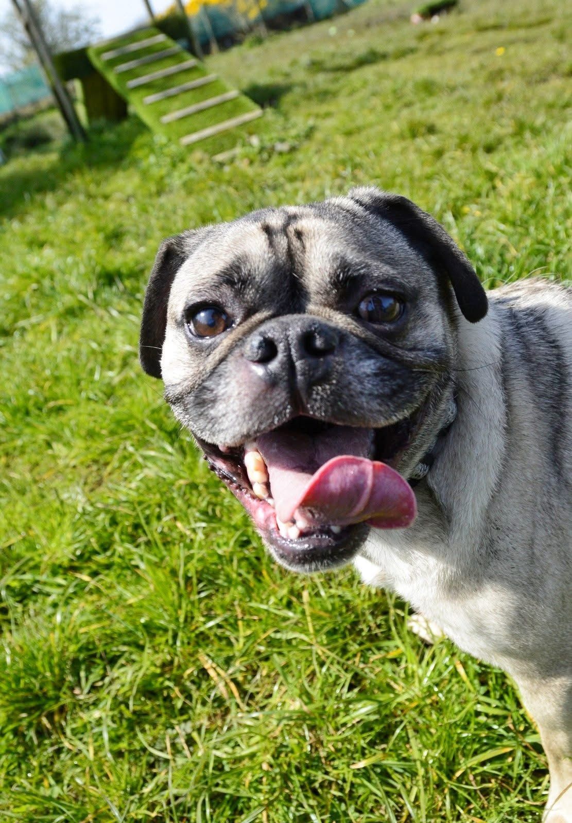 Milo, a 4 years old male Pug available for adoption from The Barn Animal Rescue in Northern Ireland