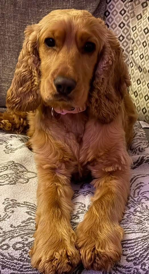Myla, a 3 years old female Cocker Spaniel available for adoption from The Barn Animal Rescue in Northern Ireland