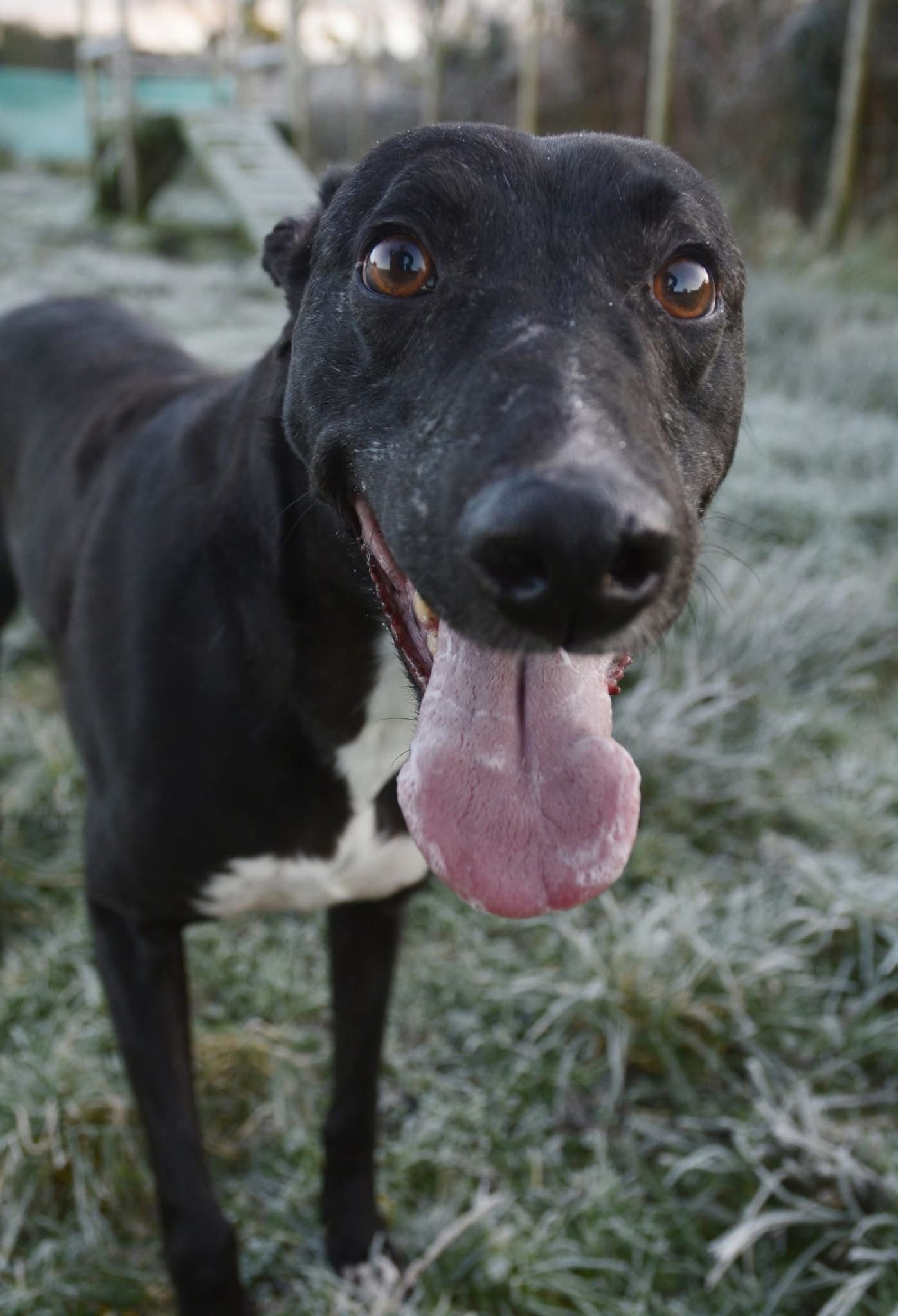 Nellie, a 5 years old female Lurcher available for adoption from The Barn Animal Rescue in Newtownards, Northern Ireland