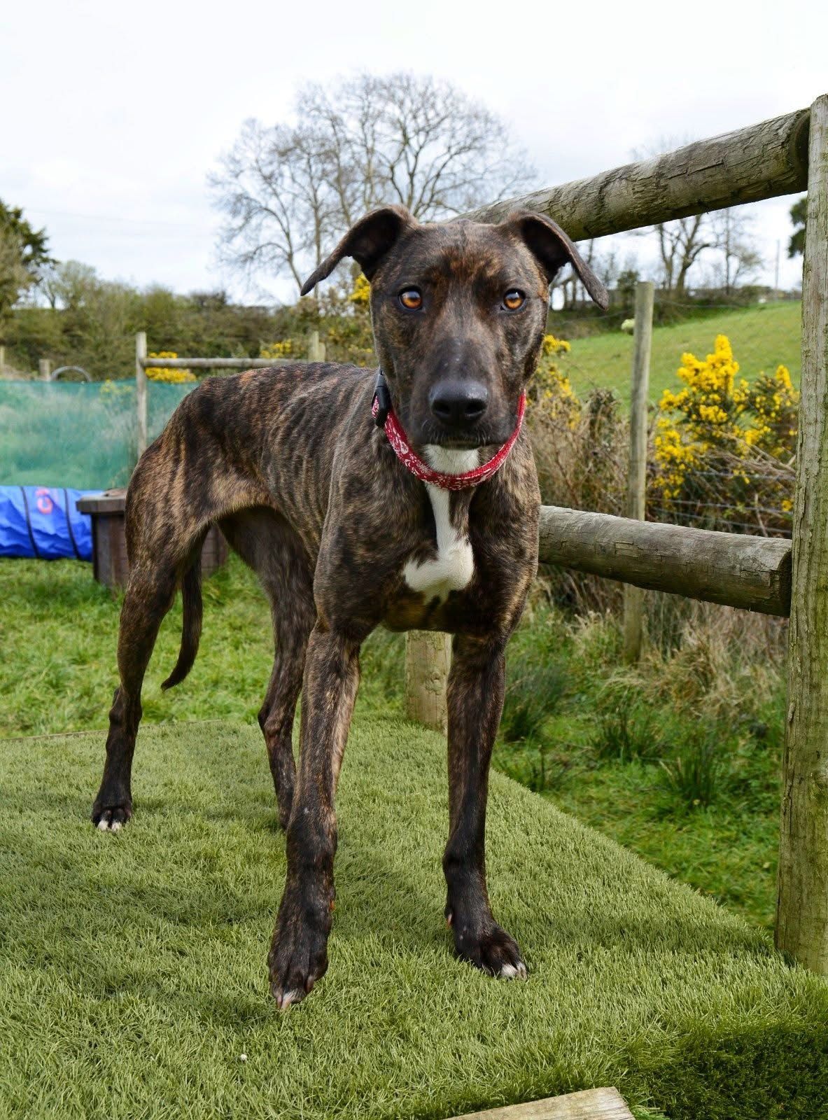 Phoebe, a 4 years old female Lurcher available for adoption from The Barn Animal Rescue in Northern Ireland