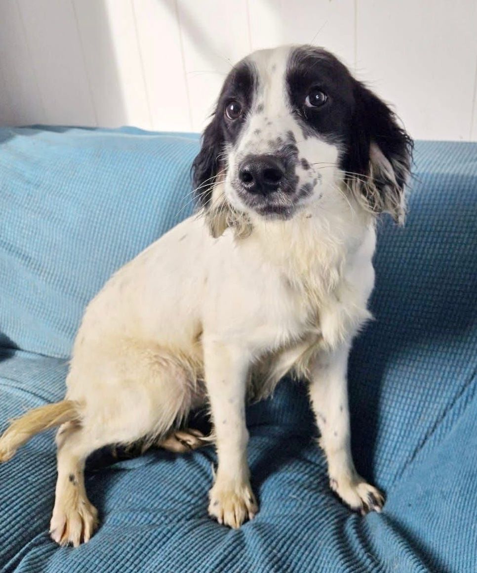 Ross, a 5 months old male English Springer Spaniel available for adoption from The Barn Animal Rescue in Newtownards, Northern Ireland