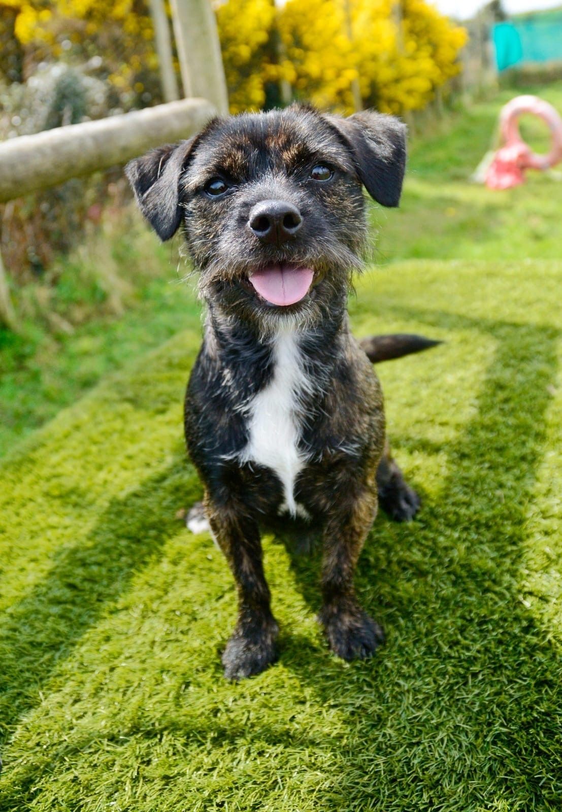 Savannah, a 1 year old female Border Terrier available for adoption from The Barn Animal Rescue in Northern Ireland
