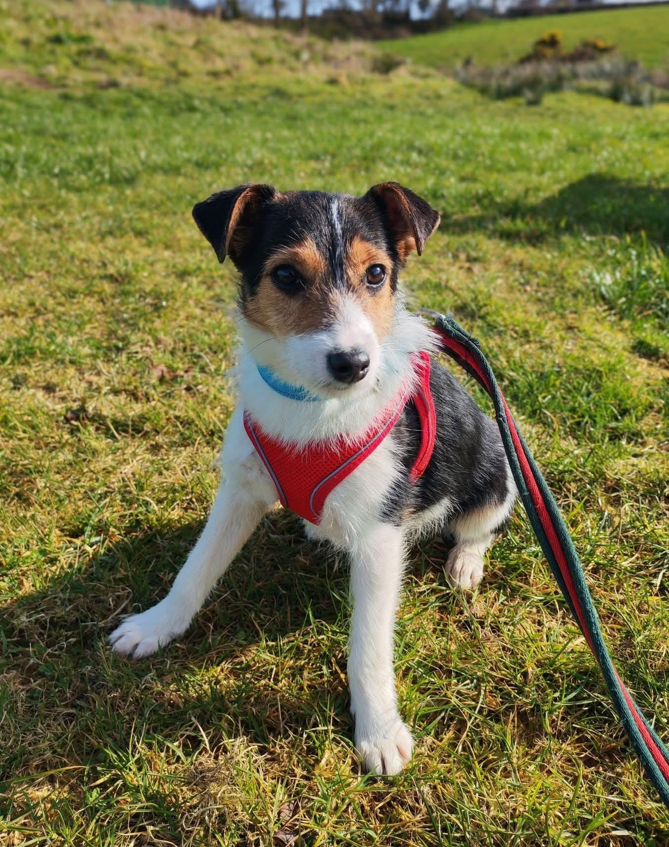 Scamp, a 1 year old male Jack Russell Terrier available for adoption from The Barn Animal Rescue in Newtownards, Northern Ireland