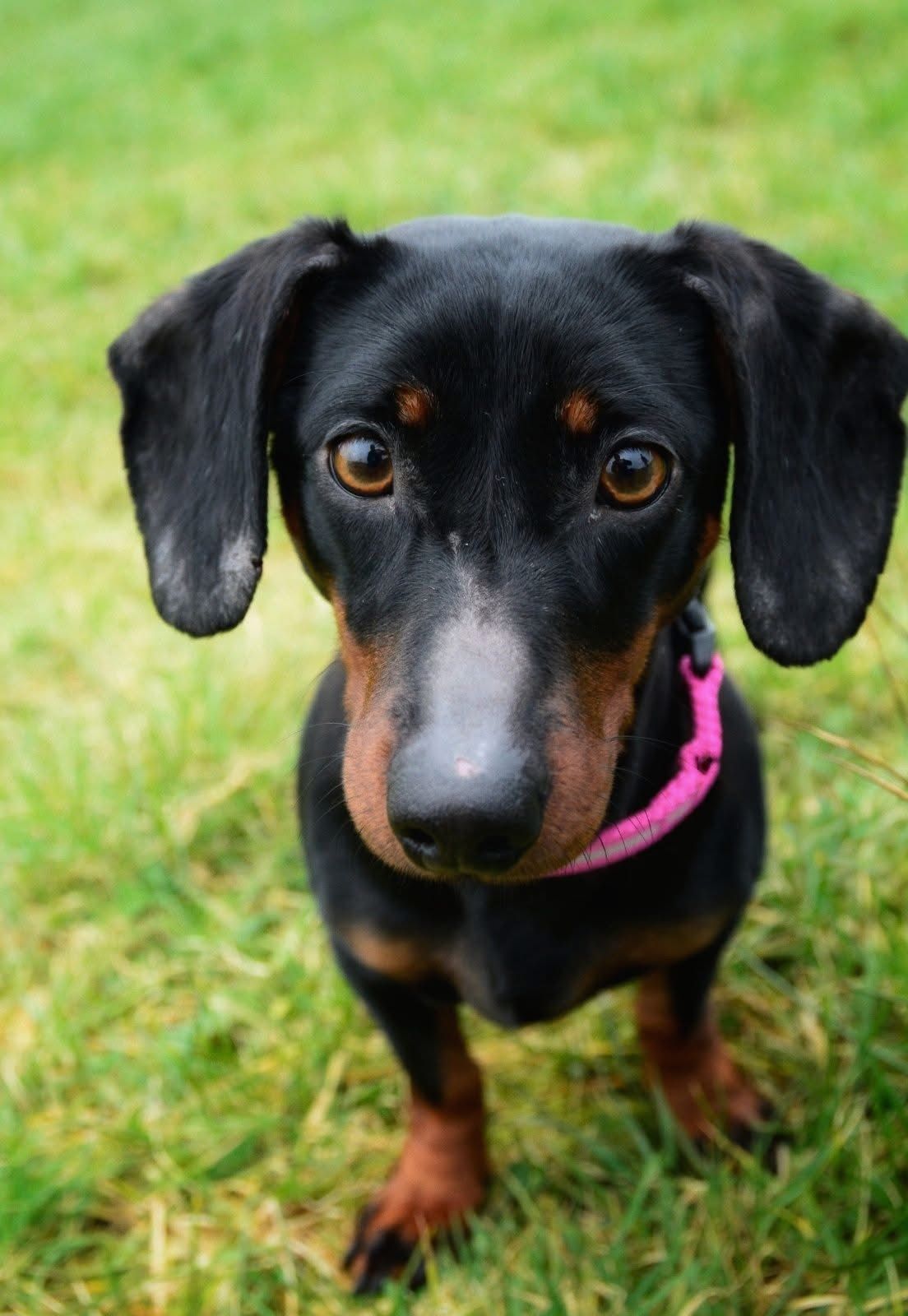 Terrific Tilly, a 2 years old female Dachshund available for adoption from The Barn Animal Rescue in Newtownards, Northern Ireland