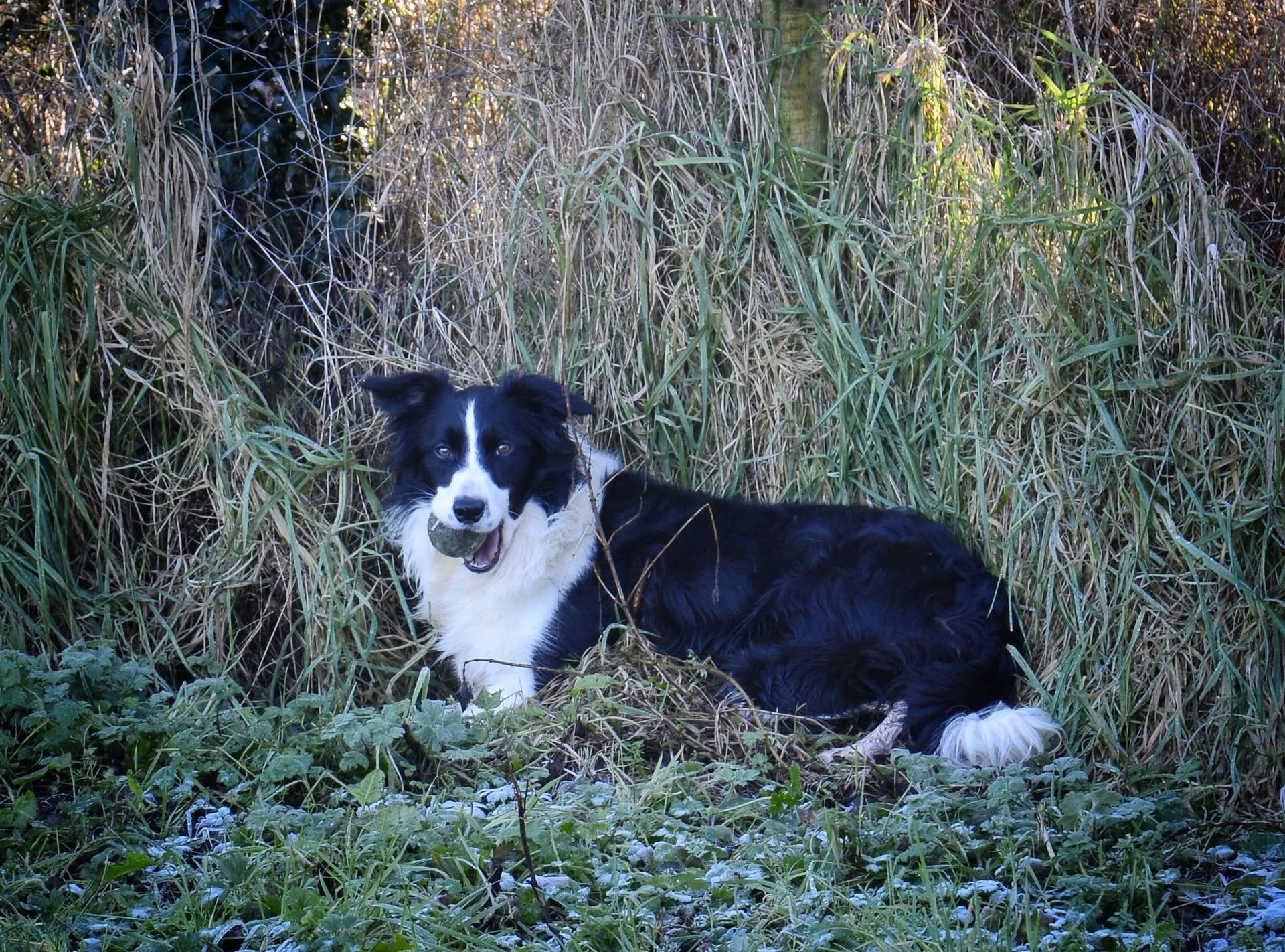 Tyler, a 3 years old male Border Collie available for adoption from The Barn Animal Rescue in Newtownards, Northern Ireland