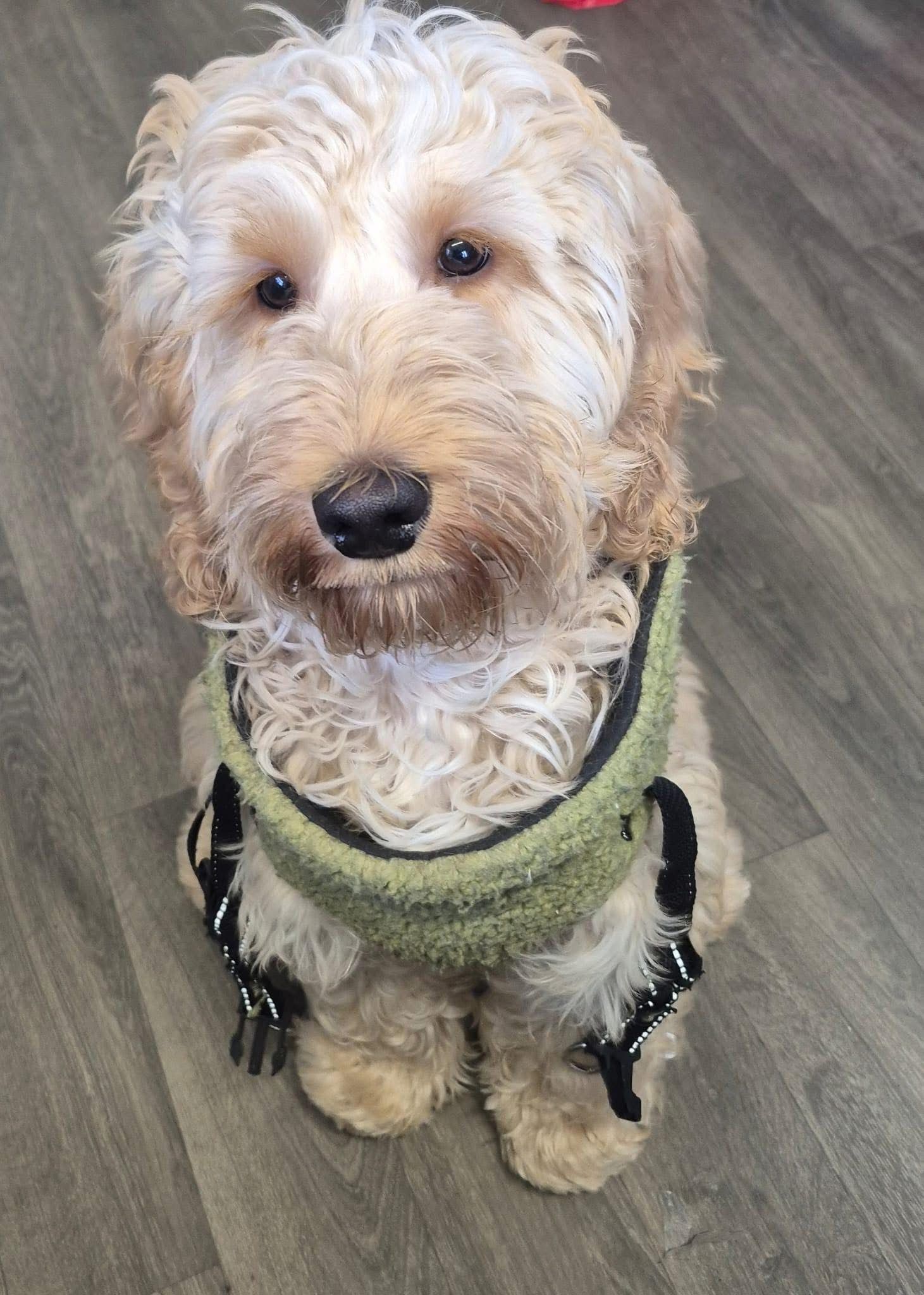 Yanni, a 5 months old male Cockapoo available for adoption from The Barn Animal Rescue in Newtownards, Northern Ireland