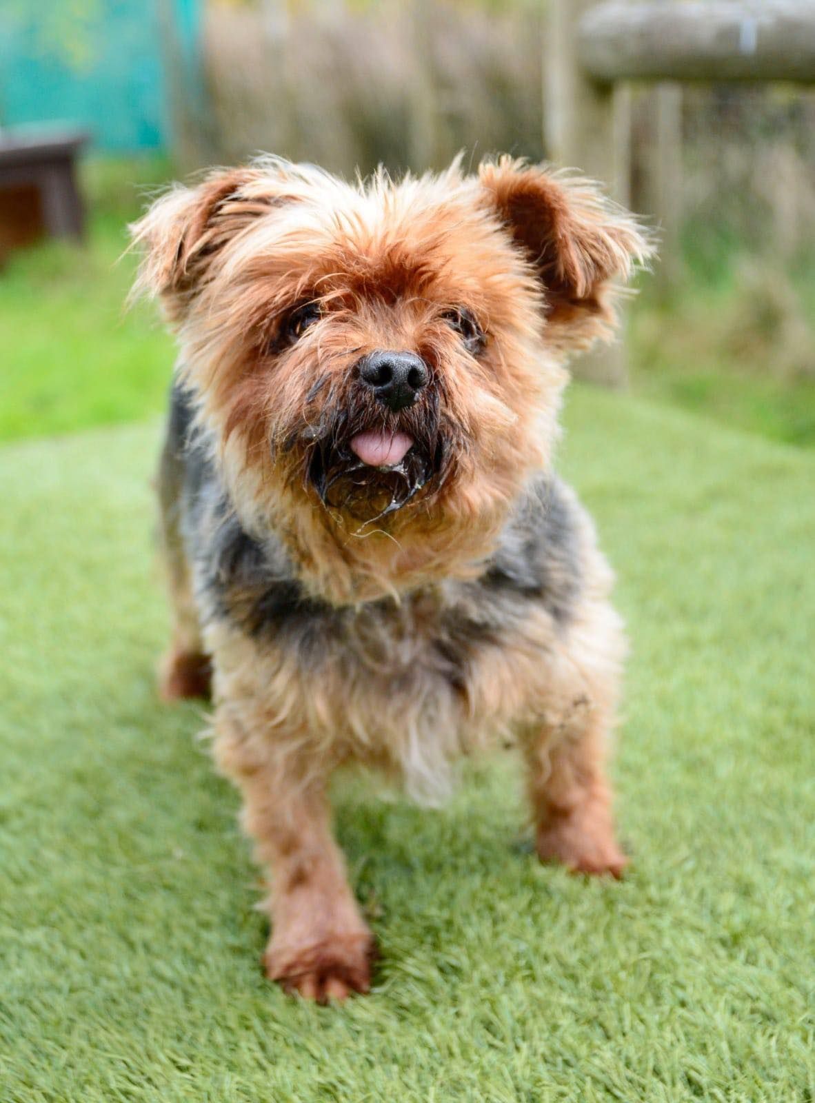 Lucy & Milo, a 20 years old unknown Yorkshire Terrier available for adoption from The Barn Animal Rescue in Northern Ireland