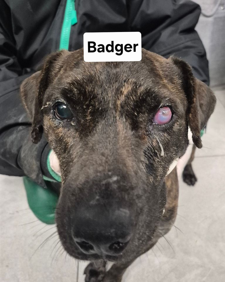 A badger dog is being held by a person