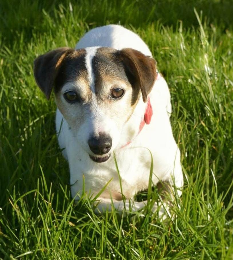 White and brown dog in green grass, looking forward.