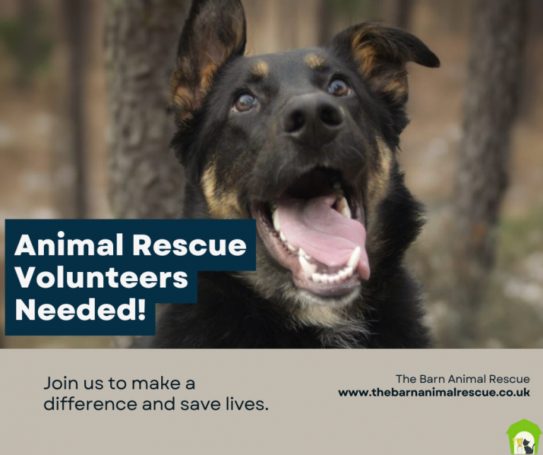 An advertisement for animal rescue volunteers needed
