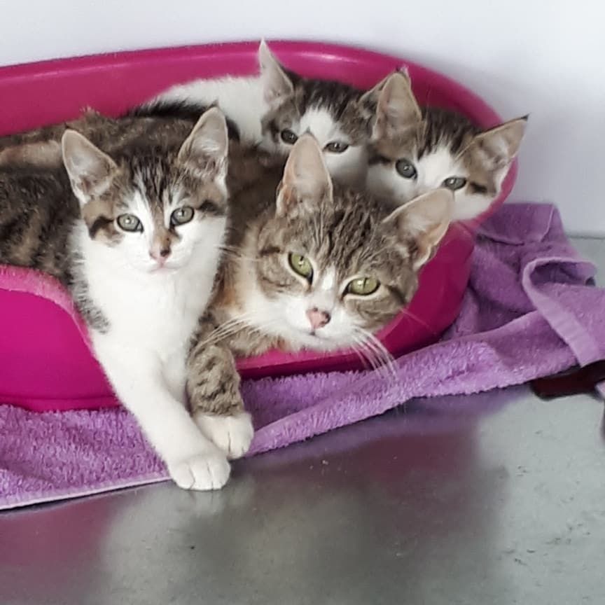 Three kittens are laying in a pink bowl on a purple towel
