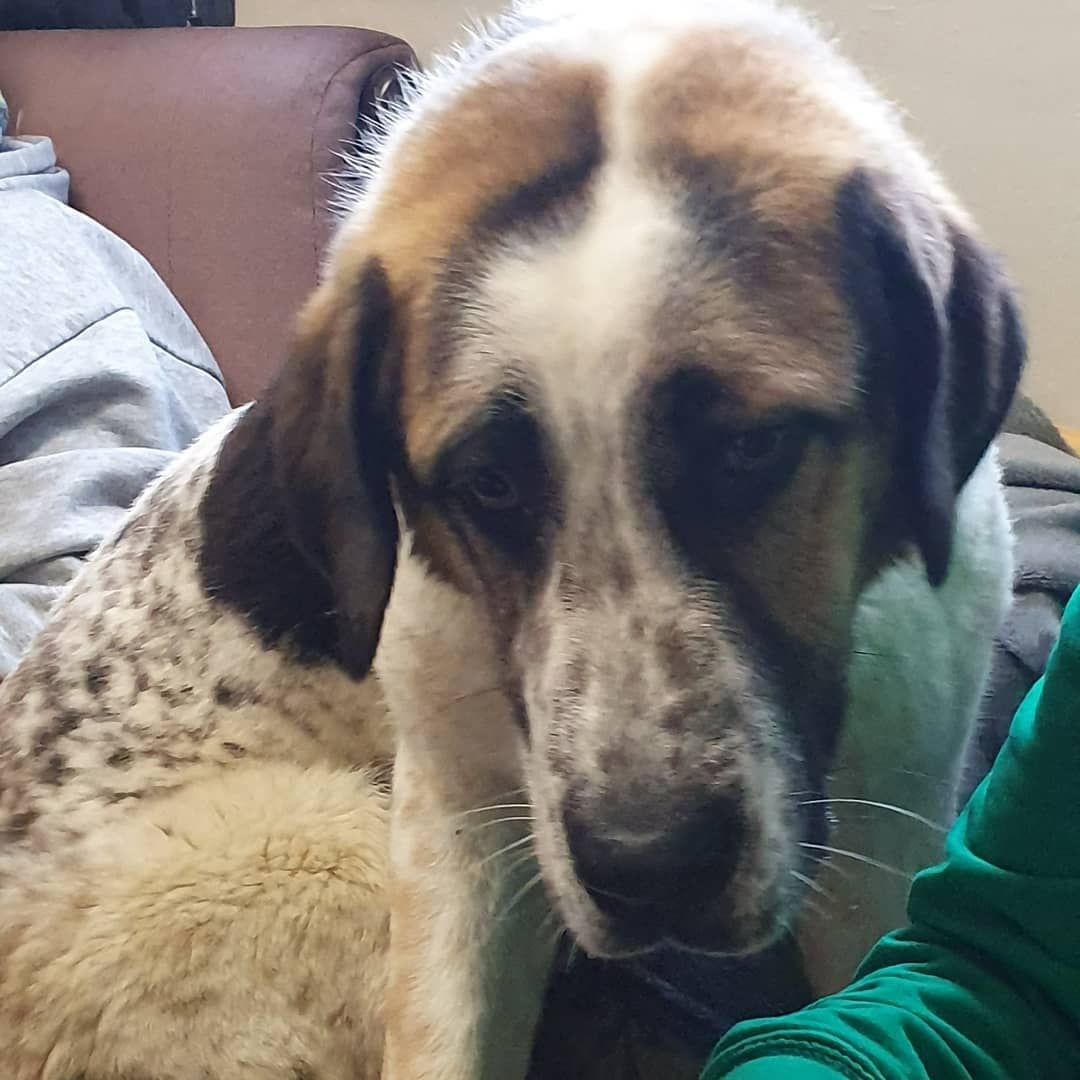 A brown and white dog is laying on a person 's lap