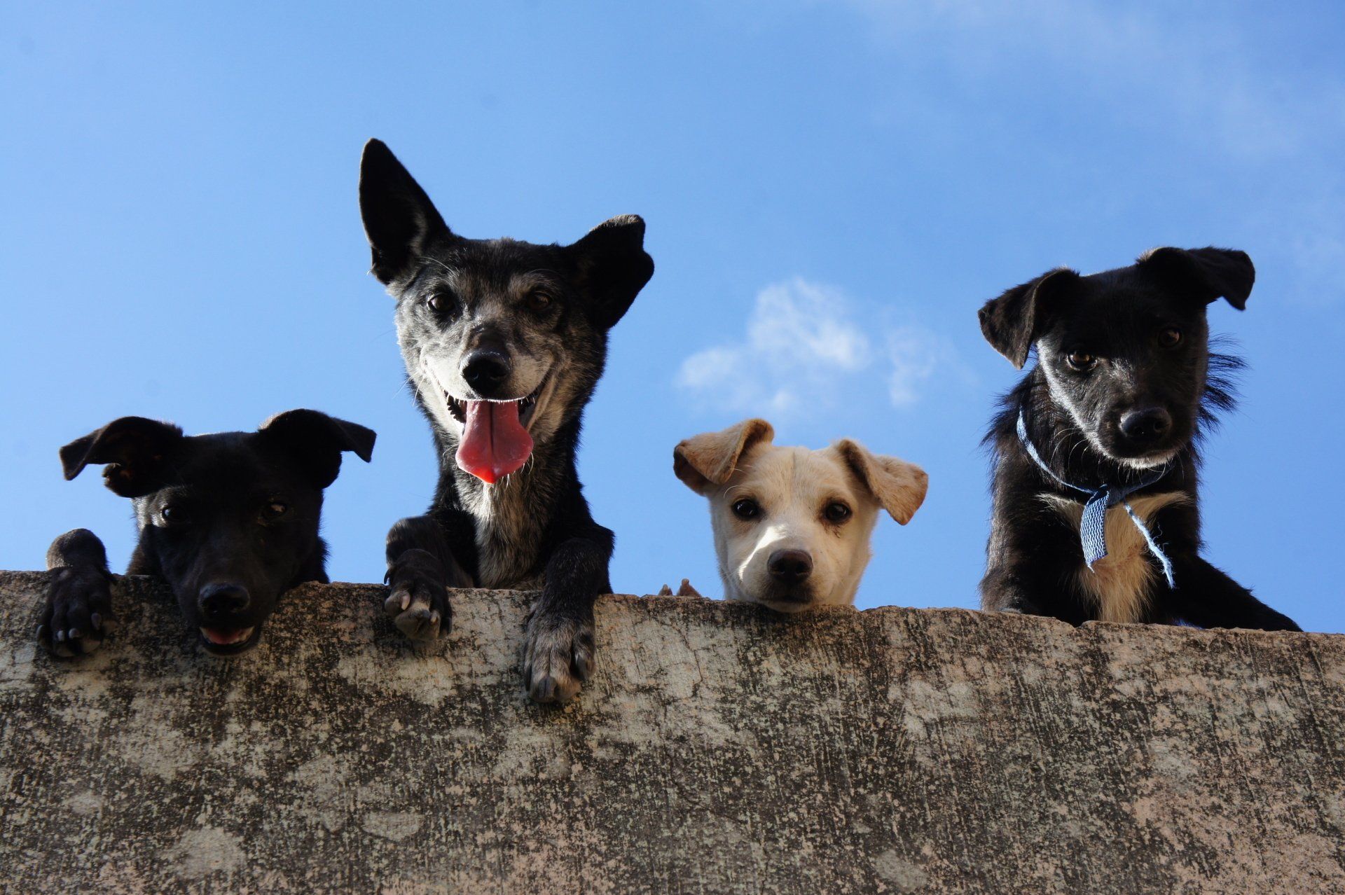 Four dogs are looking over a wall at the camera