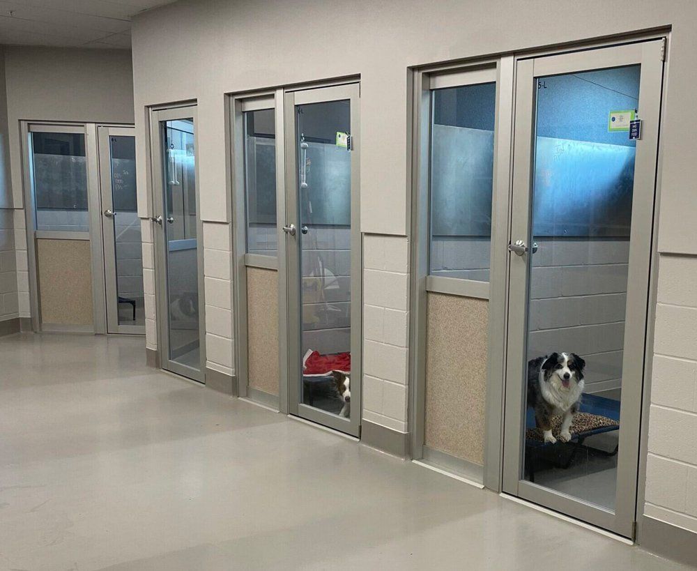 Luxury Kennel — Athens, TX — Veterinary Medical Center of Athens
